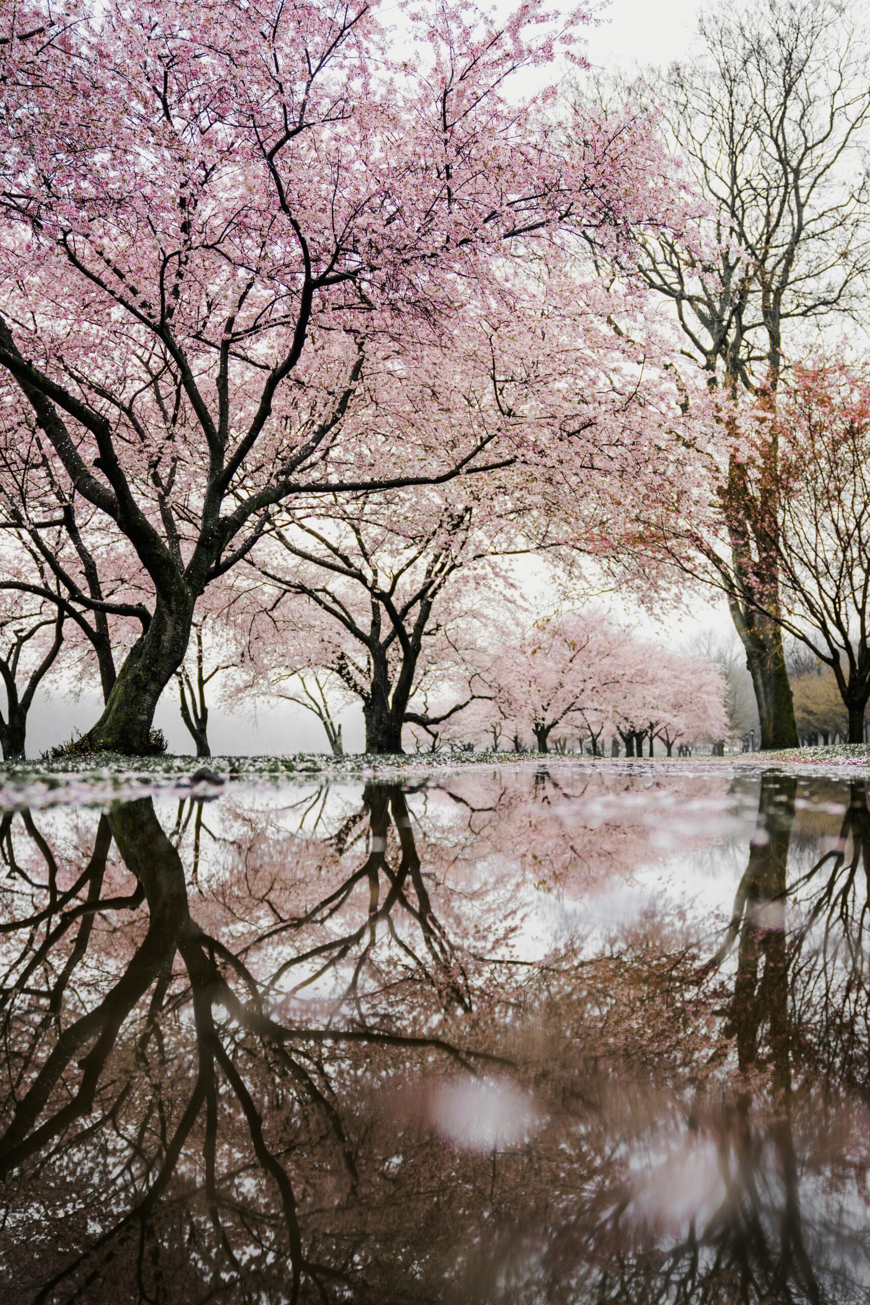 Trees